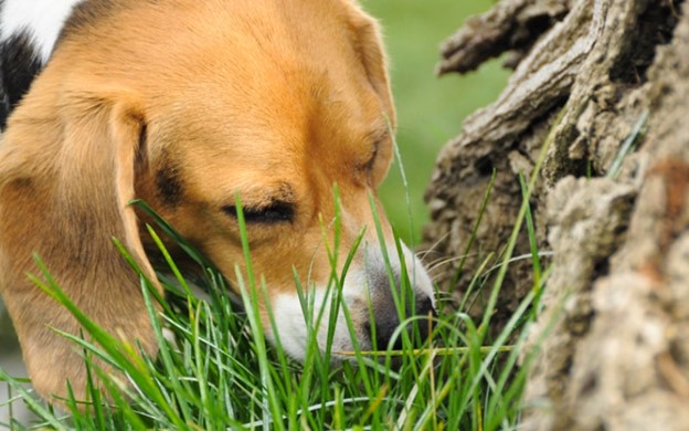 6 راز اصلی چمن خوردن سگ‌ها؛ علت علف خوردن سگ چیست؟