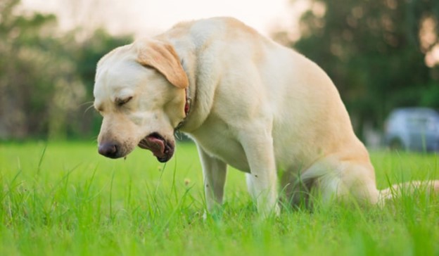 بالاآوردن سگ بعد از خوردن چمن | پت لینک 