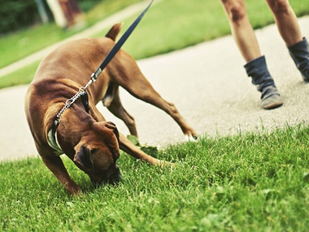 خوردن چمن و رفع مشکلات عصبی در سگ | petlink