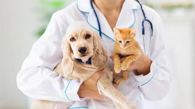 کلینیک حیوانات بهین در توحید برای جراحی حیوانات | پت لینک 