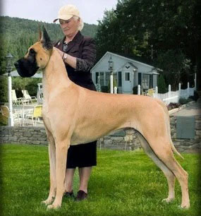 سگ گریدین بزرگ جثه | سگ گیریدین