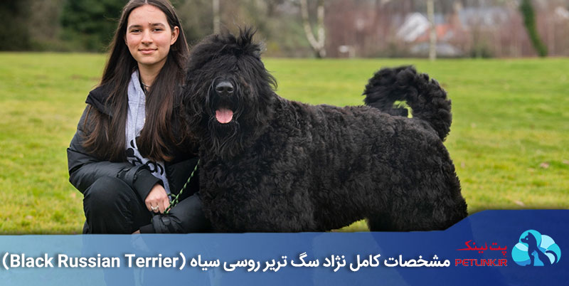 سگ نژاد تریر روسی سیاه (Black Russian Terrier) | پت لینک