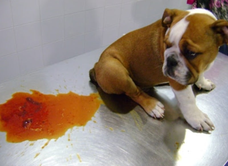 انتقال بیماری پروتوتکوزیس به سگها | خواص مدفوع سگ برای انسان
