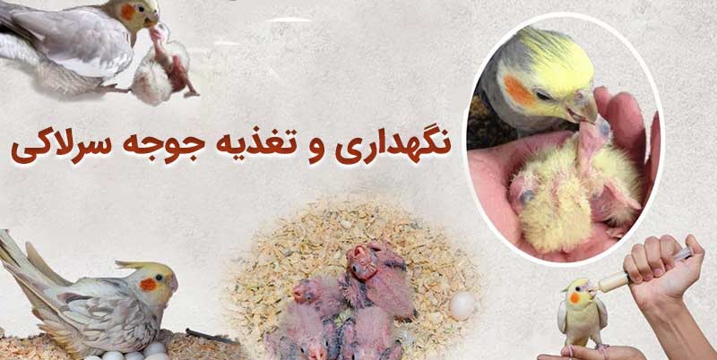 غذای جوجه عروس هلندی | نگهداری و تغذیه جوجه سرلاکی 