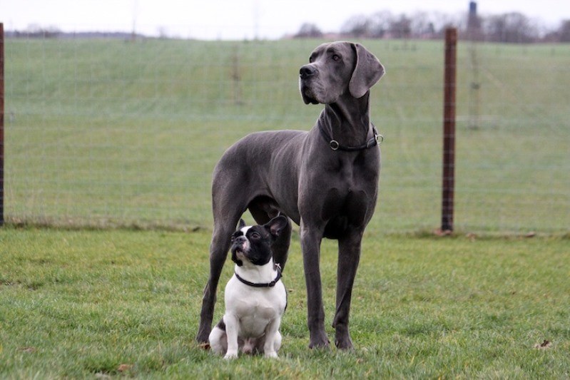 سگ های بزرگ مناسب اپارتمان | بهترین نژاد سگ