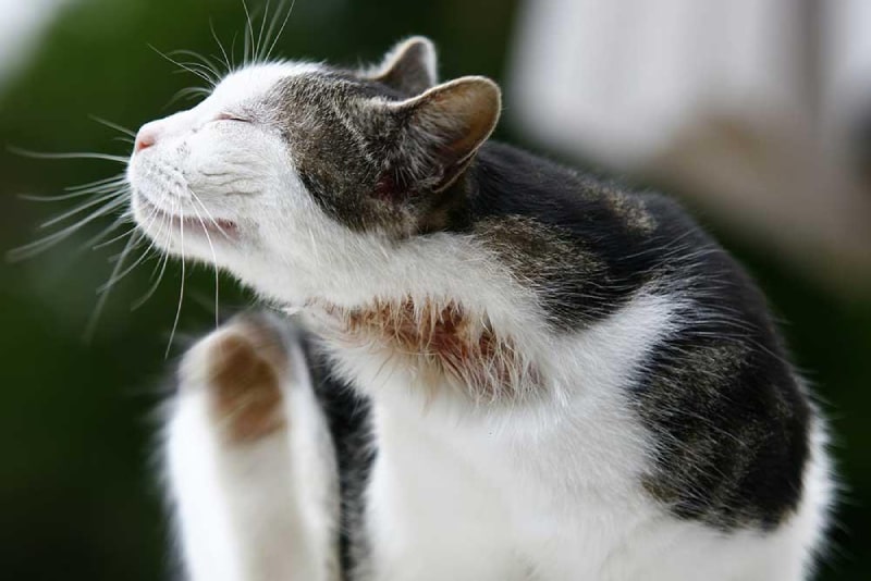 ملتهب شدن پنجه ی گربه در اثر آلرژی | درمان ضرب دیدگی دست گربه