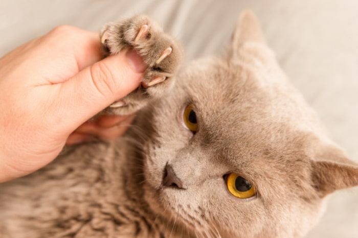تشخیص التهاب پنجه گربه ها | مسکن برای درد پای گربه