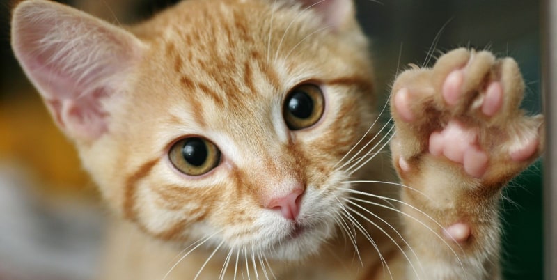 بررسی انواع دلایل التهاب پنجه گربه | زخم ، آبسه پاهای گربه و یا بیماری های مرتبط!!!
