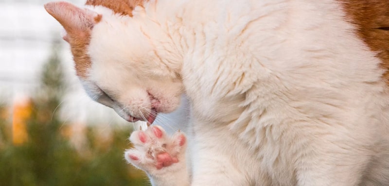 علائم التهاب پنجه در گربه ها | انتقال قارچ پوستی از گربه به انسان