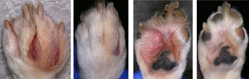 بیماری کف پنجه گربه (pododermatitis) | عکس قارچ گربه