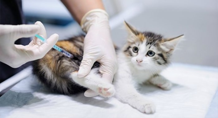 التهاب پای گربه و واکنش به تزریق | درمان ضرب دیدگی پای گربه