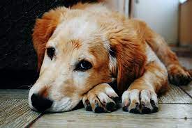افسردگی بعد از عقیم سازی سگ | پت لینک 