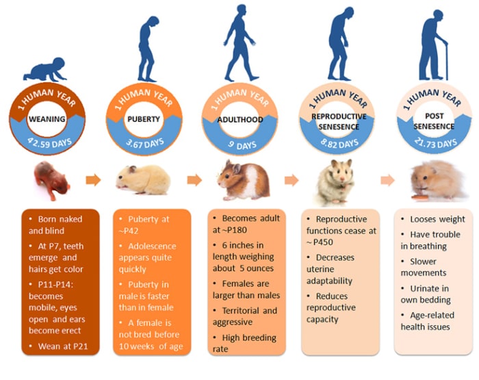 عمر همستر مینیاتوری و انواع نژادها | میانگین سن همستر ها