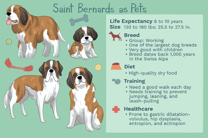وضعیت سلامتی سن برنارد سگ بزرگ جثه 