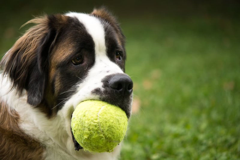 بازی های مورد علاقه سگ Saint Bernard | نژاد سگ پشمالو