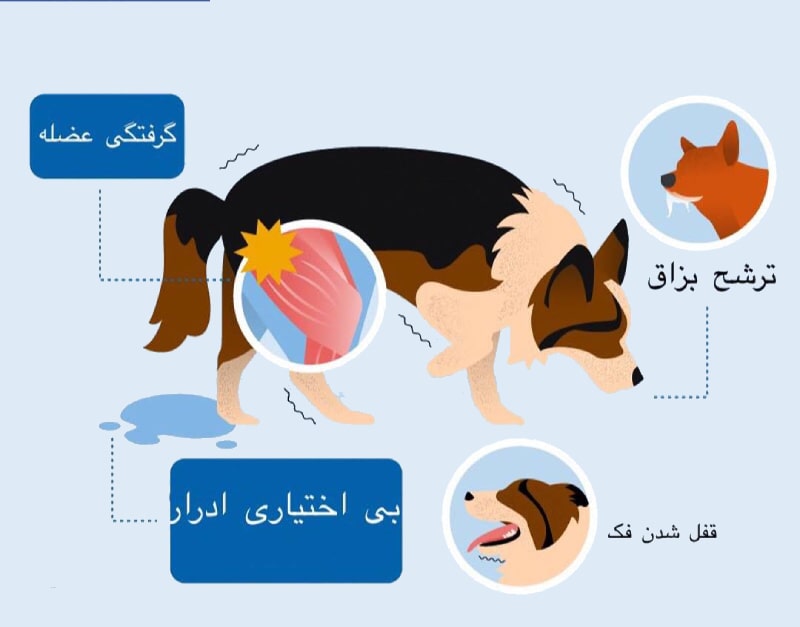 علائم بیماری صرع در سگ | تشنج در سگ