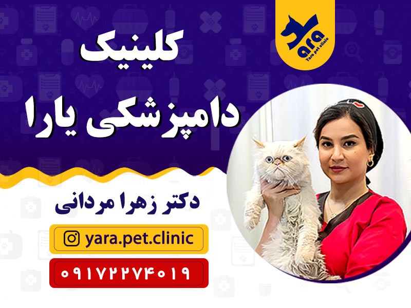 پت شاپ و دامپزشکی یارا در شیراز | پت شاپ در شیراز