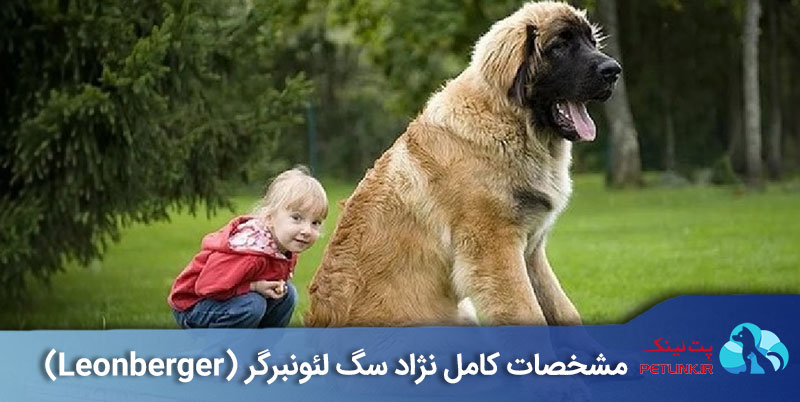 سگ نژاد لئونبرگر (Leonberger)  | پت لینک