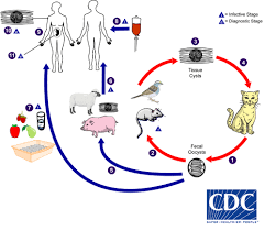 Toxoplasma gondii(توکسوپلاسما گوندی) | پت لینک سایت دامپزشکی 