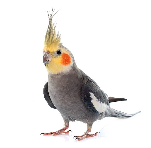 عروس هلندی خاکستری / معمولی یا  Normal grey Cockatiel