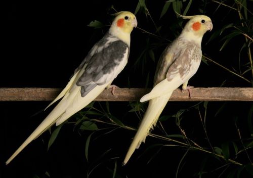 نژاد عروس هلندی ابلق Pied Cockatiel