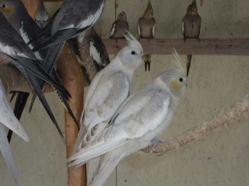 عروس هلندی نقره ای Silver Cockatiel