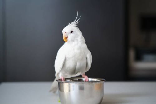 عروس هلندی آلبینو Albino Cockatiel