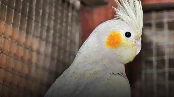 عکس عروس هلندی زمرد Emerald Cockatiel