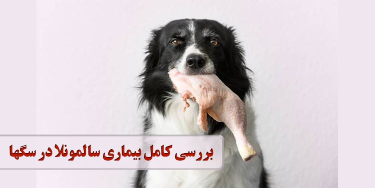 بررسی بیماری سالمونلا در سگ علائم و راهکارهای درمانی