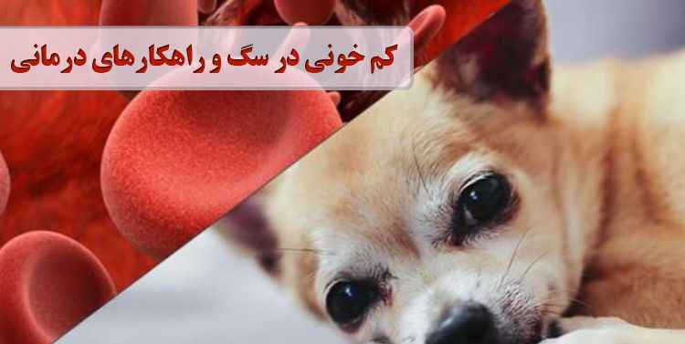 کم خونی در سگ ، دلایل ، پیشگیری و راهکارهای درمان کم خونی سگ