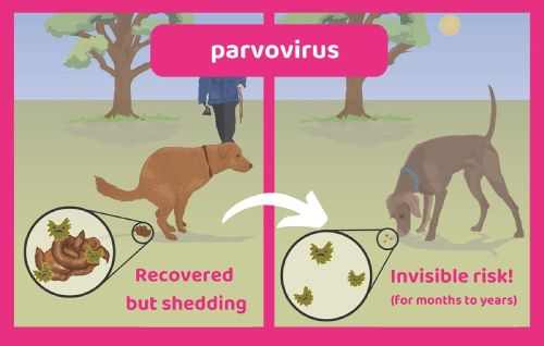 علت بیماری پاروا در سگ | انتقال ویروس پاروا از سگ به انسان
