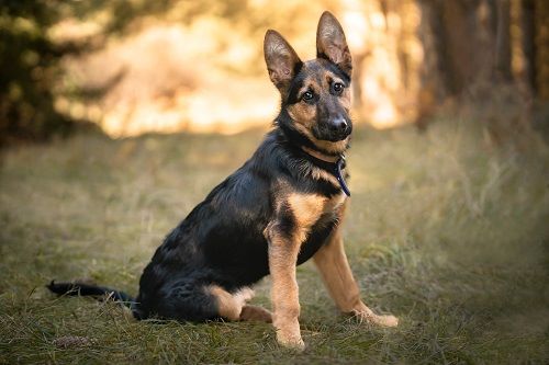 میزان وفاداری در نژاد ژرمن شپرد german sheperd