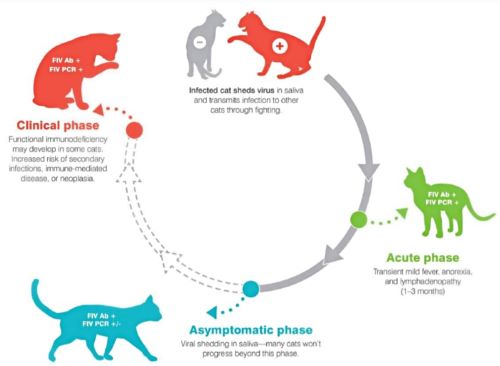 مراحل مختلف ویروس FIV | بیماری ایدز در گربه ها