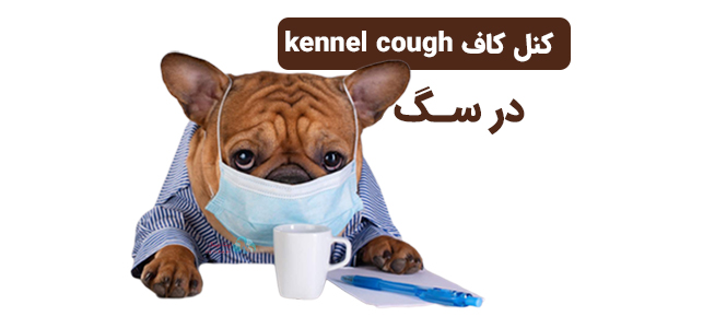 بیماری کنل کاف kennel cough در سگها | پت لینک 