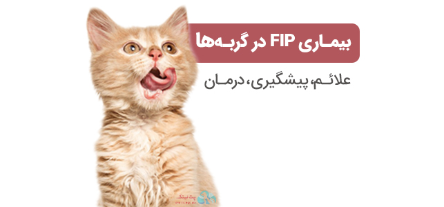 بیماری fip در گربه ها |  پریتونیت عفونی ( Feline Infectious Peritonitis )
