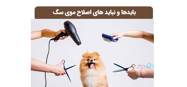 اصلاح موی سگ | بایدها و نباید های اصلاح سگها