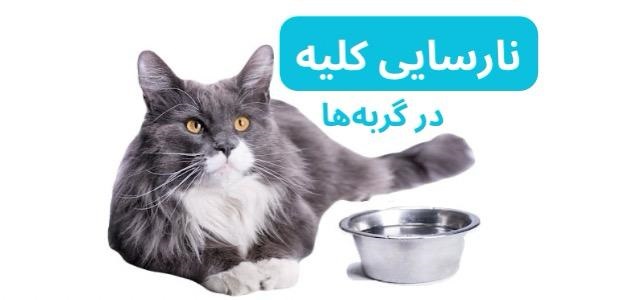 نارسایی کلیه در گربه‌ها | علائم، تشخیص، درمان و پیشگیری 