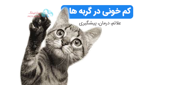 کم خونی گربه و علائم و راه های درمان 