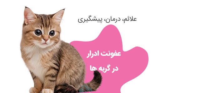 عفونت ادرار گربه  feline UTI و مجاری ادراری + علائم، درمان و پیشگیری