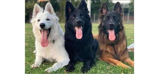 شناخت 5 نوع مختلف از سگ نژاد ژرمن شپرد German Shepherd