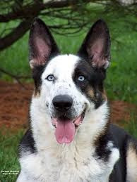 ژرمن شپرد پاندایی (Panda German Shepherd)
