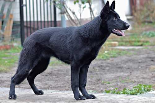 ژرمن شپرد مشکی (Black German Shepherd)