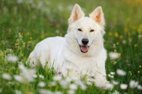 ژرمن شپرد سفید (White German Shepherd)