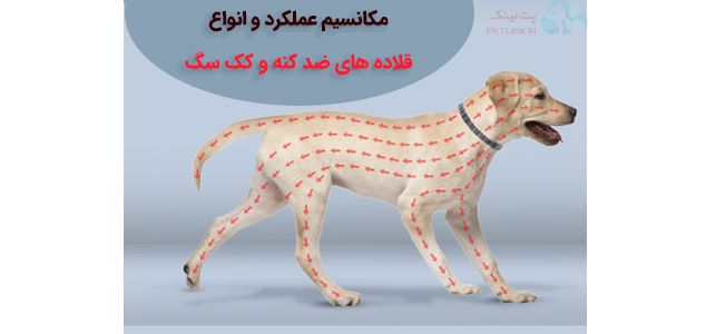 انواع و مکانیسم کارکرد قلاده ضد کنه و کک سگ