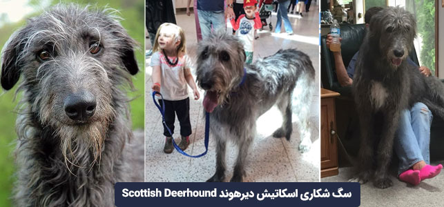 سگ شکاری اسکاتیش دیرهوند scottish deerhound