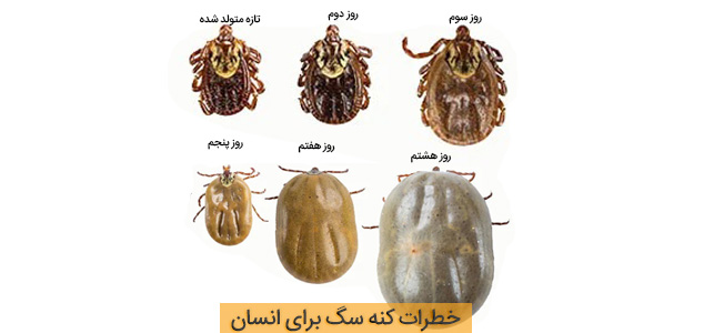 خطرات کنه سگ برای انسان در پت لینک بخوانید 