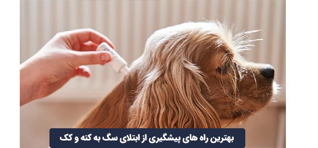 بهترین راه های پیشگیری از ابتلای سگ به کنه و کک | پت لینک