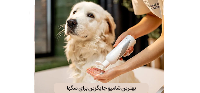 بهترین شامپو جایگزین سگ کدام است؟ در مواقع اضطرار چه کنیم؟!