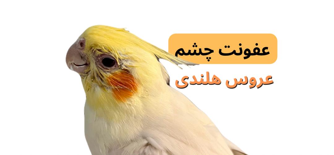 عفونت چشم عروس هلندی | پت لینک 