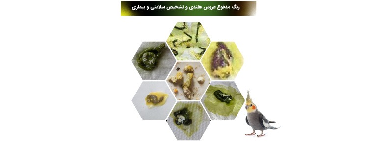 رنگ مدفوع عروس هلندی و تشخیص سلامتی و بیماری 